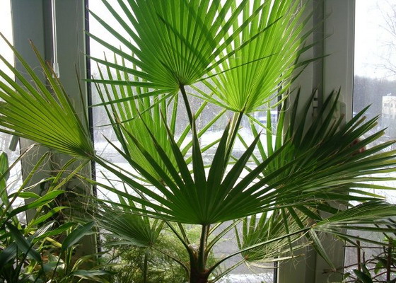 Washingtonia Robusta