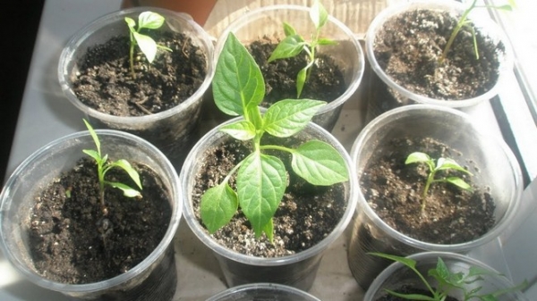 Fertilising pepper seedlings after the pick at home