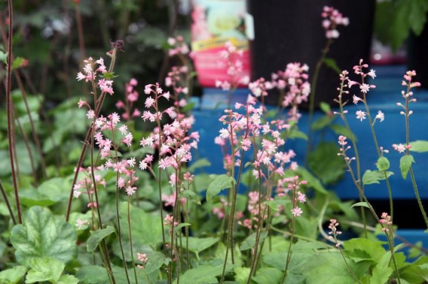 Heucherella